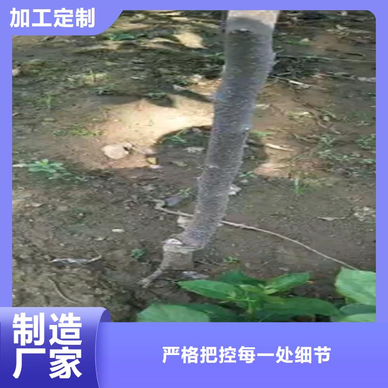 柿子草莓苗厂家新品优质货源