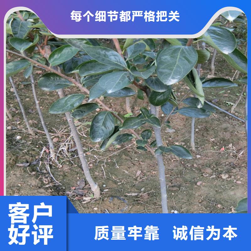 柿子_苹果苗优质工艺本地生产厂家