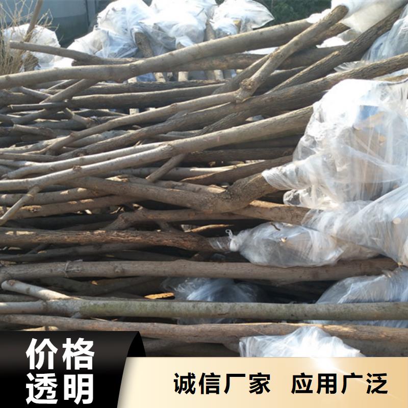 柿子樱桃苗颜色尺寸款式定制厂家质量过硬