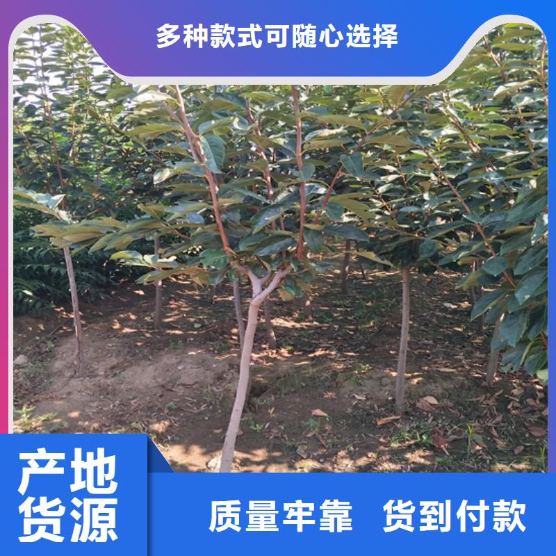 柿子无花果苗实体厂家当地品牌
