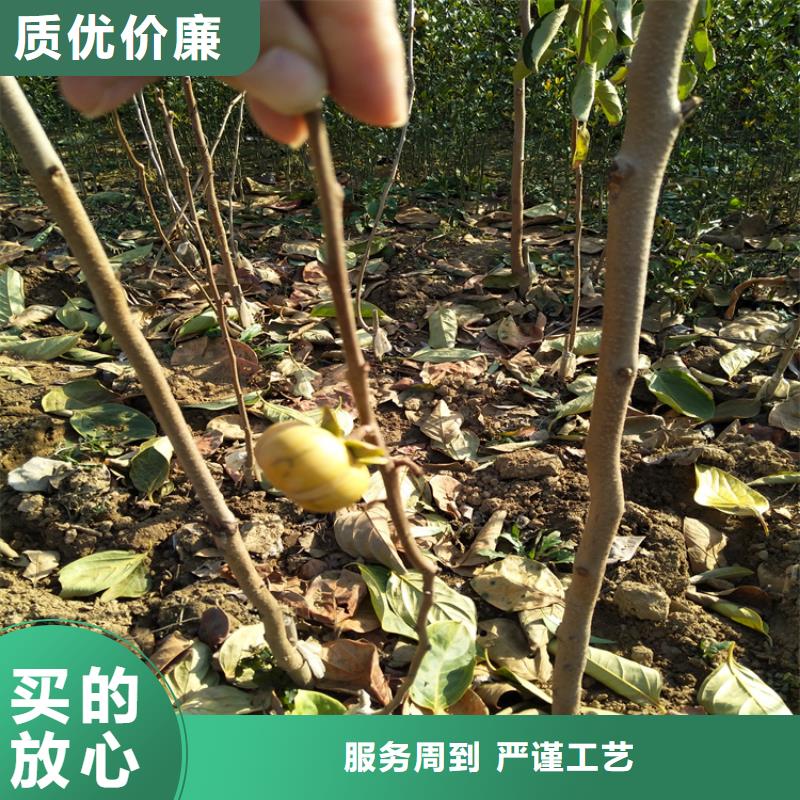 柿子【嘎啦苹果】价格实惠用心做好每一件产品