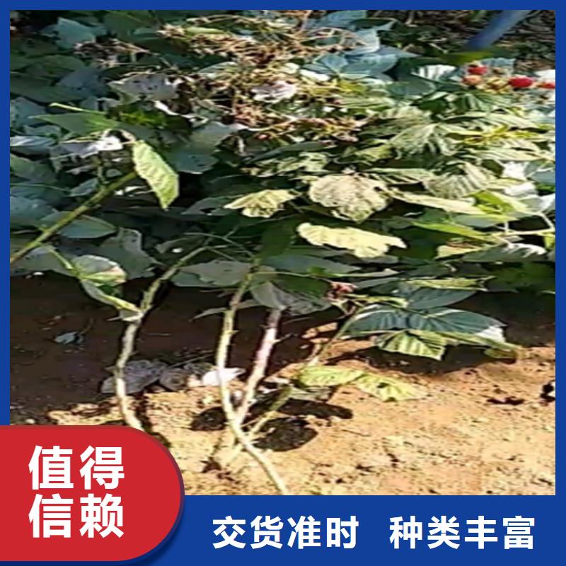 树莓苹果苗批发价格种类齐全