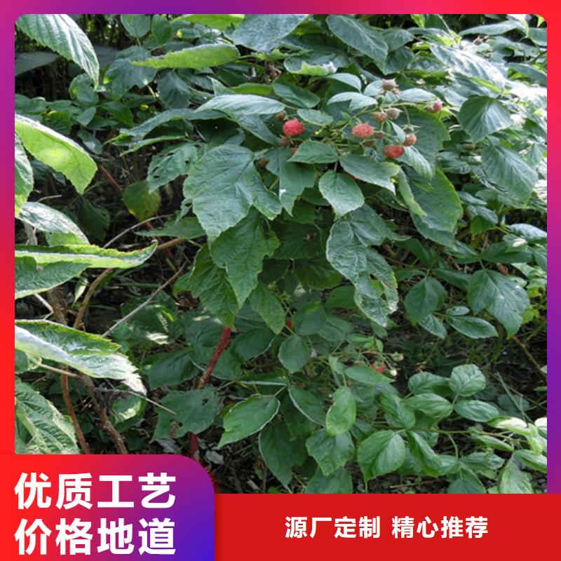 树莓,樱桃苗免费获取报价当地供应商