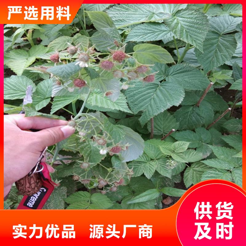 树莓石榴树规格型号全批发商