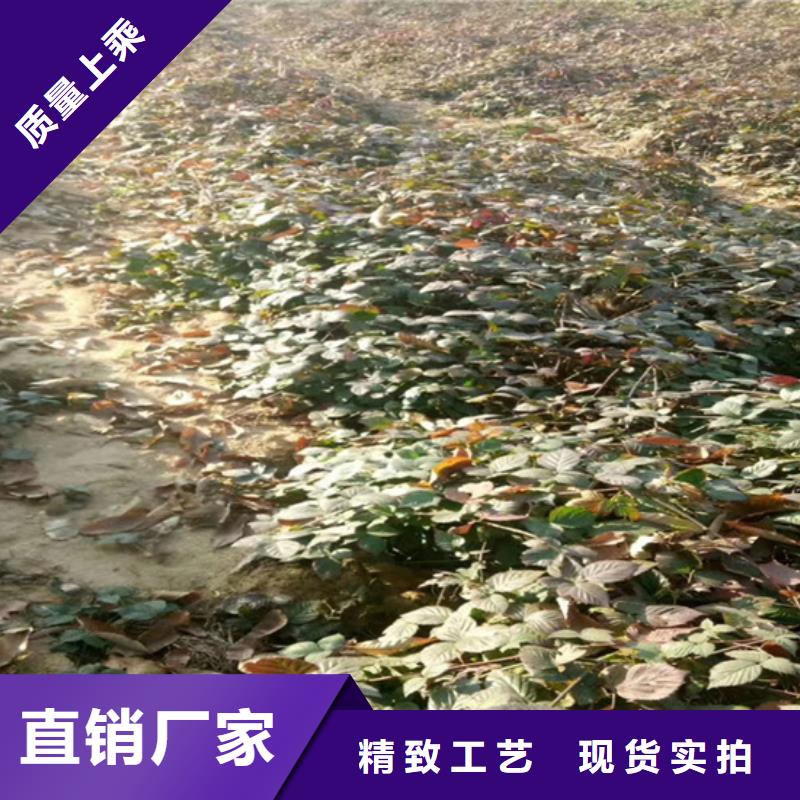 树莓苹果苗出厂价款式多样