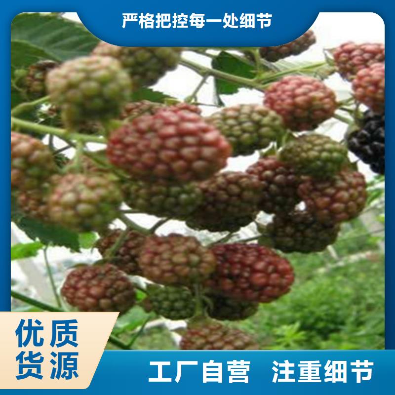 树莓梨树苗专业厂家本地服务商
