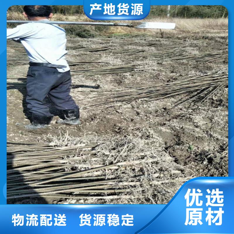 碧根果_板栗苗实力派厂家工艺精细质保长久