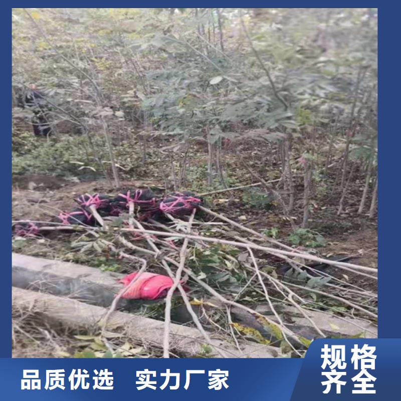 碧根果草莓苗有口皆碑同城生产厂家