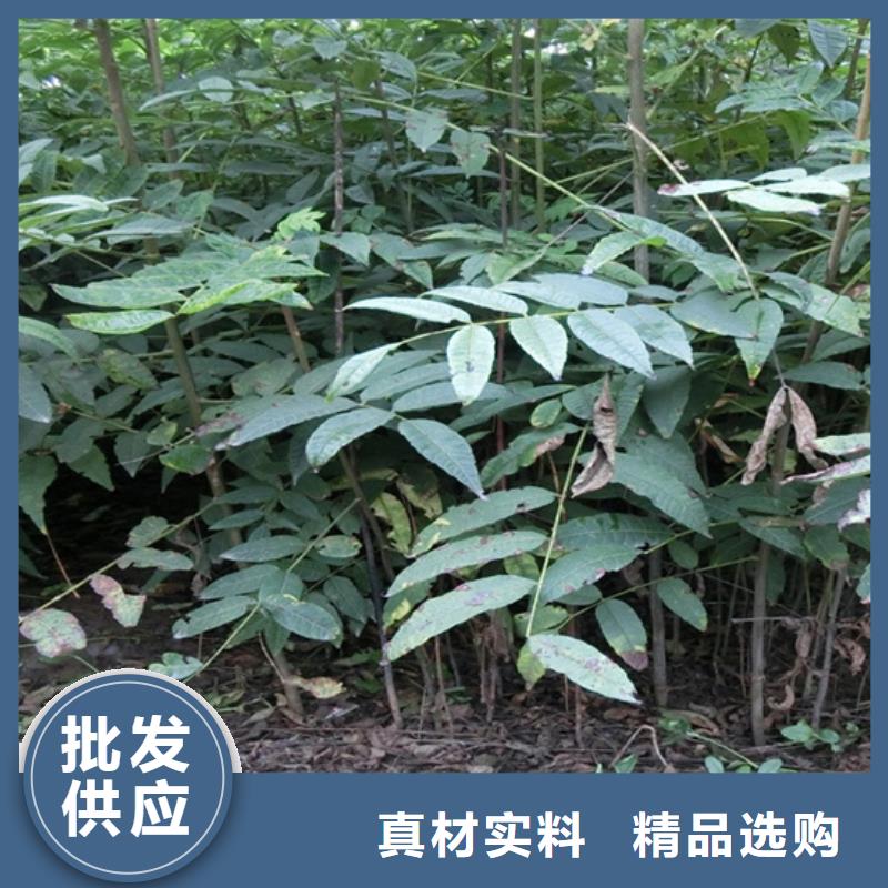香椿-苹果苗助您降低采购成本一件也发货