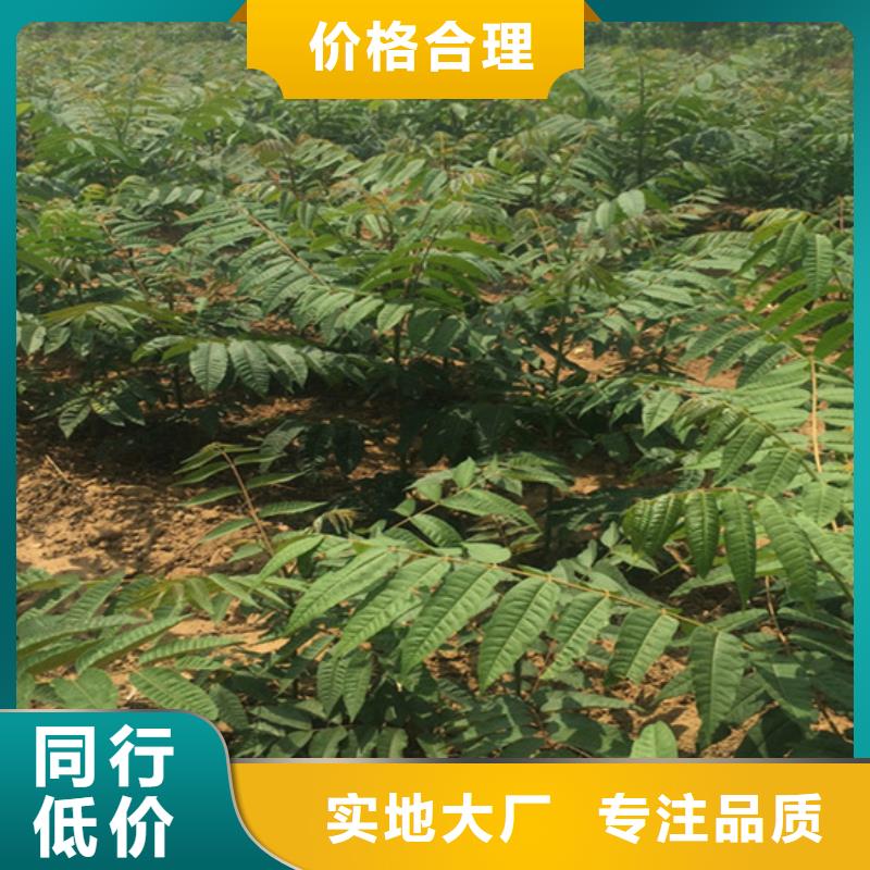 【香椿】梨树苗工厂批发质量为本