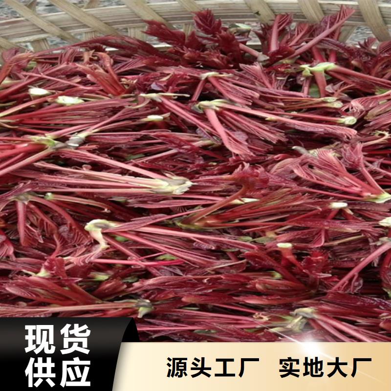 【香椿樱桃苗好货采购】本地供应商