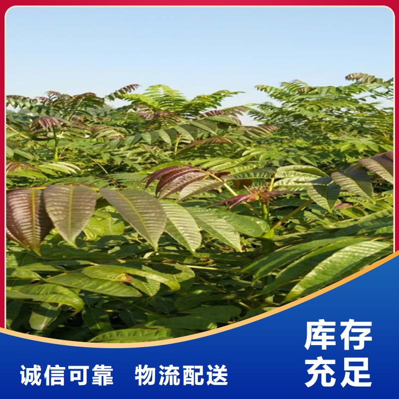 香椿葡萄苗满足客户需求现货采购