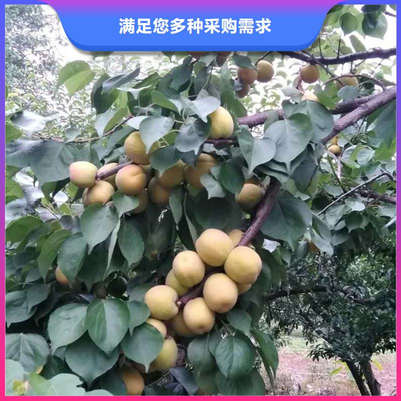 杏,桃树苗库存量大同城货源