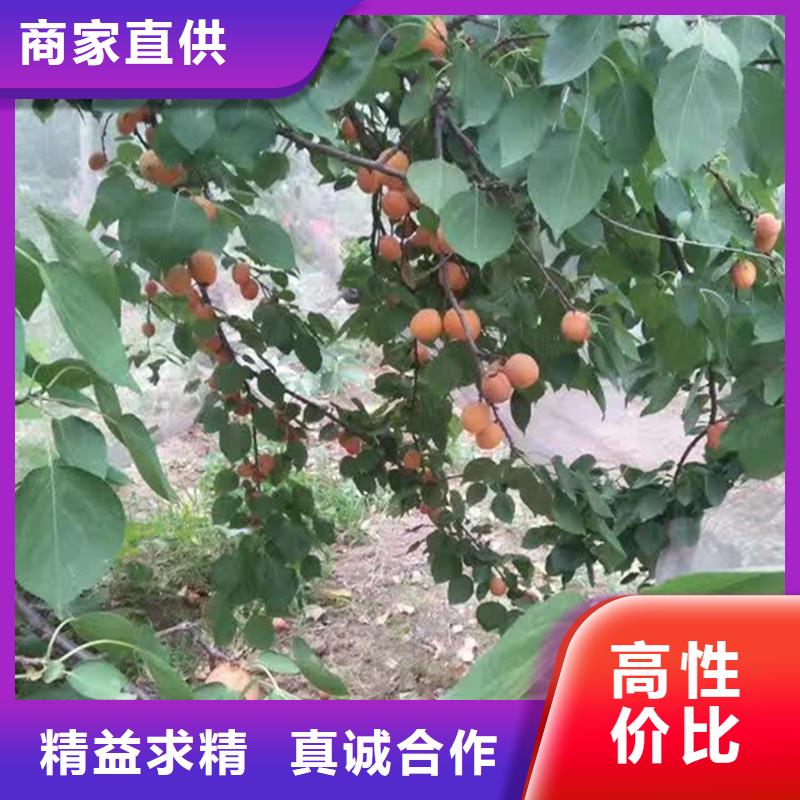 杏-樱桃苗产品性能优质原料