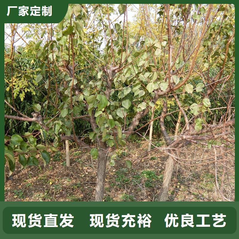 杏石榴树匠心品质规格型号全