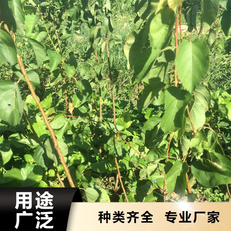 杏葡萄苗优选好材铸造好品质实体诚信厂家