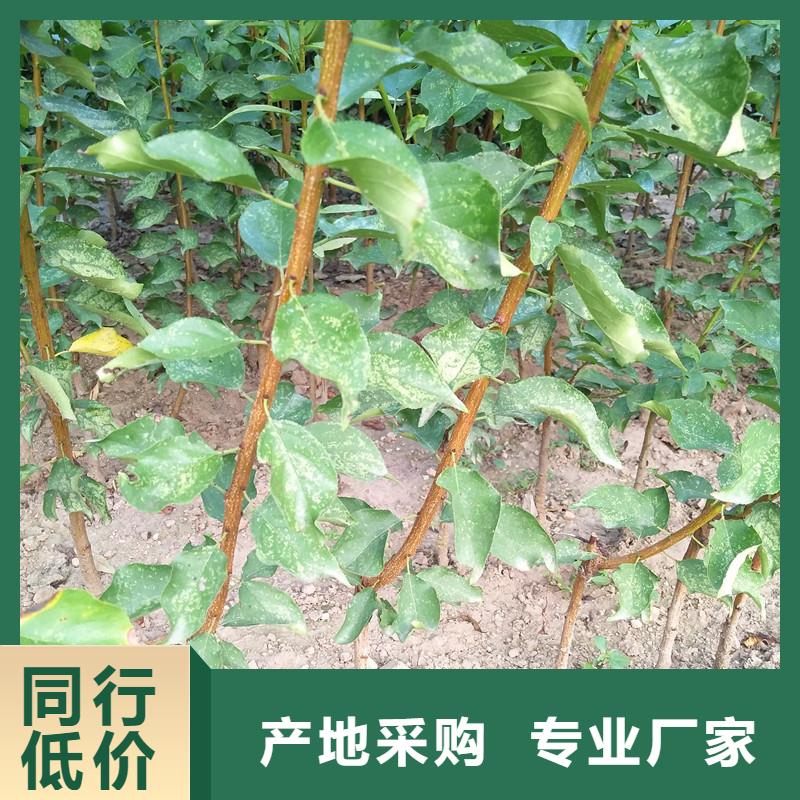 杏,樱桃苗打造好品质工厂认证