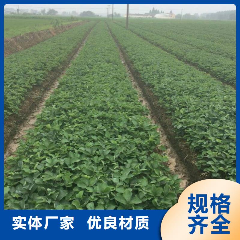 【草莓苗】蟠枣树苗常年出售同城公司