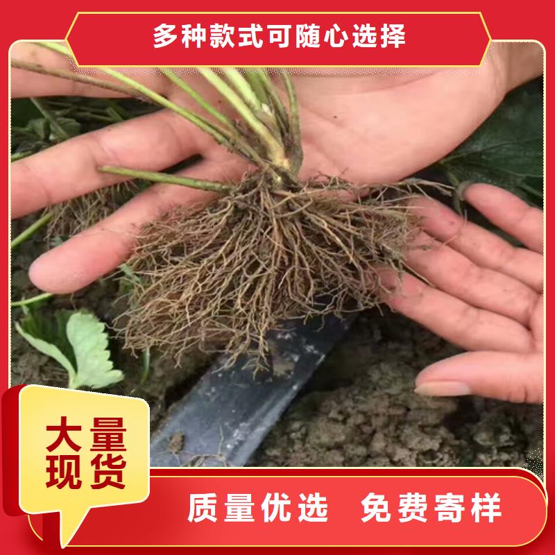 草莓苗-梨树苗产地工厂同城供应商