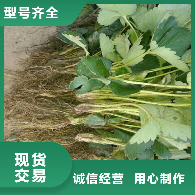 【草莓苗油蟠桃树苗供您所需】价格低