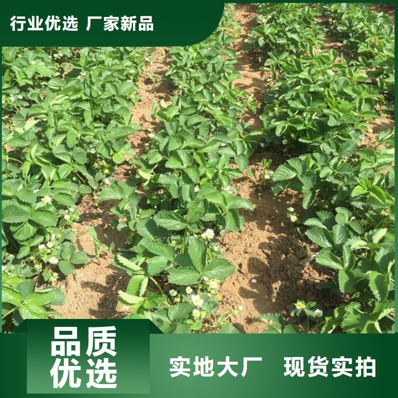 草莓苗,梨树苗基地专业设计当地货源