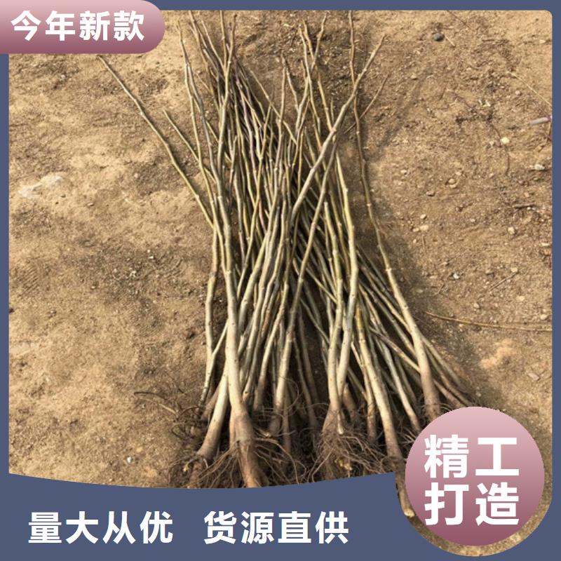 【核桃苗,甜柿子树苗就近发货】本地生产厂家