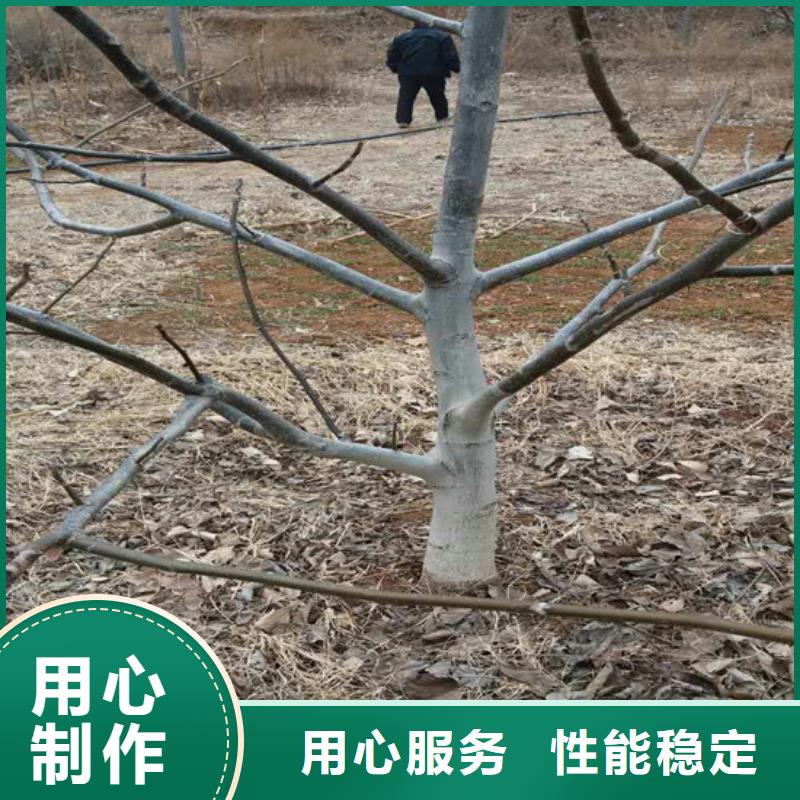 核桃苗蓝宝石葡萄苗一致好评产品供应商