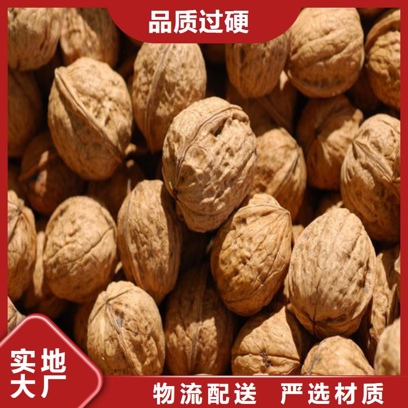 核桃苗果树苗批发基地品质服务用心做品质