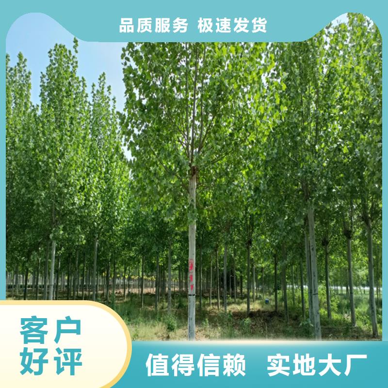 法桐库存丰富0中间商差价
