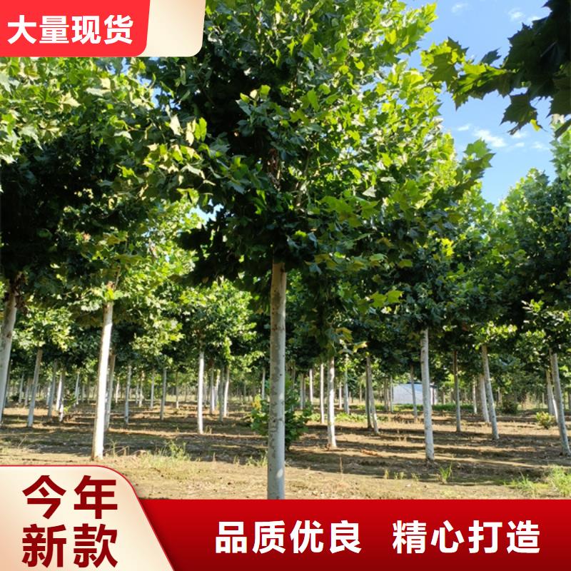 法桐黄金槐质量牢靠本地生产商