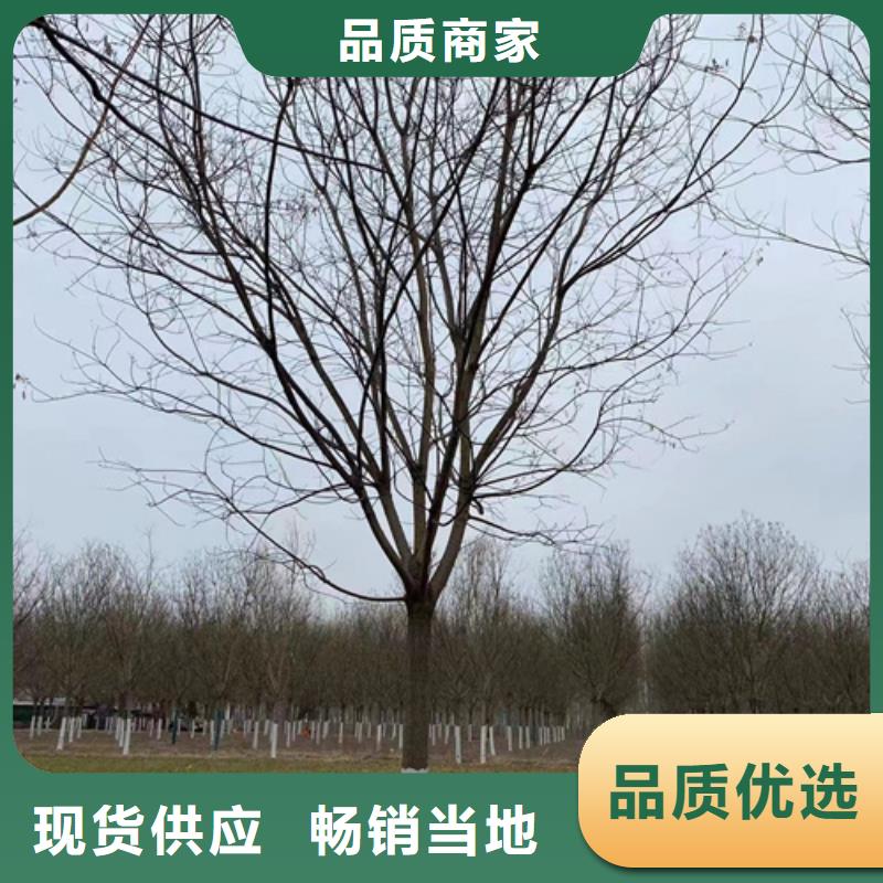 法桐美国红枫品质之选当地服务商