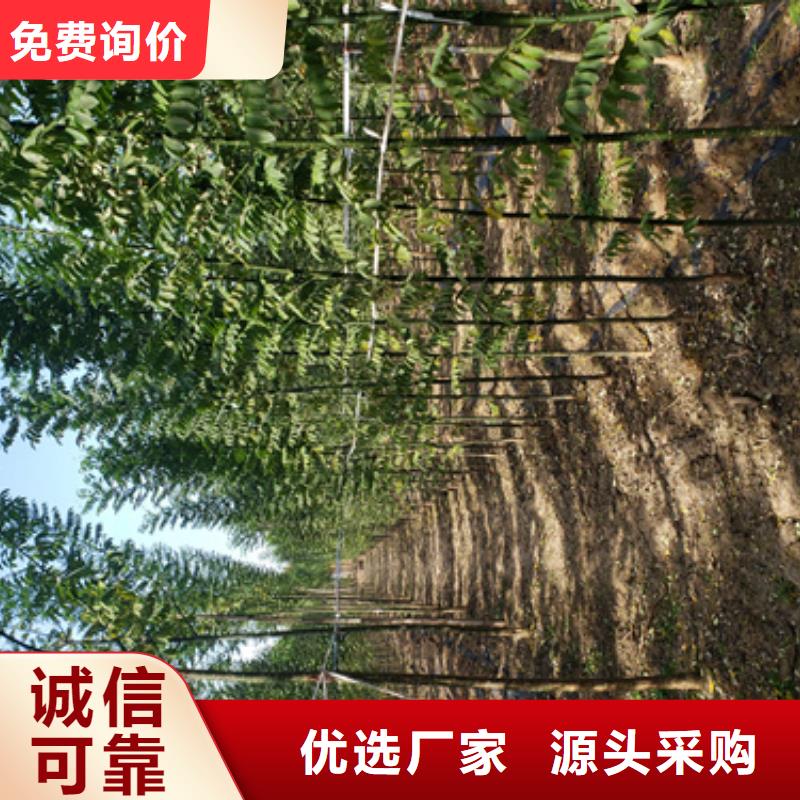 法桐五角枫好产品有口碑自产自销