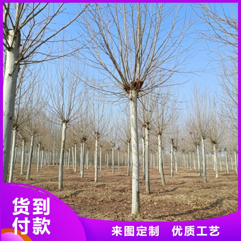 法桐-秋紫白蜡经销商生产加工