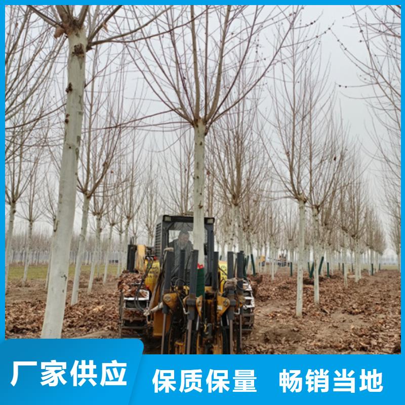 法桐金叶复叶槭一站式供应实力厂商