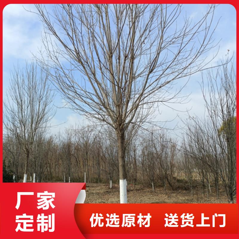 法桐为品质而生产价格合理