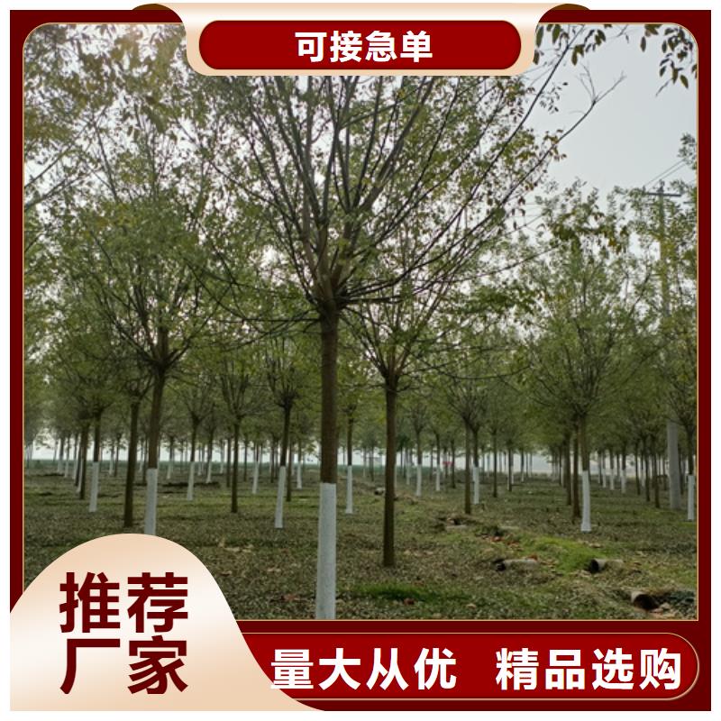 法桐_【美国红枫】质量层层把关货源足质量好