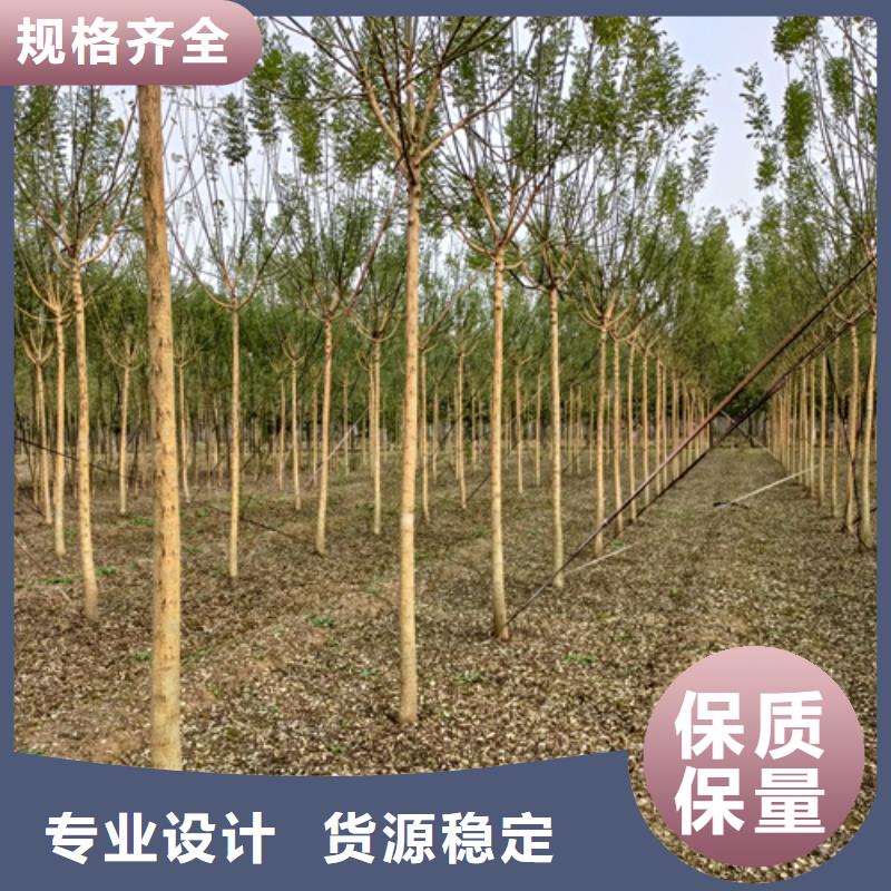 法桐,国槐产品细节参数当地品牌