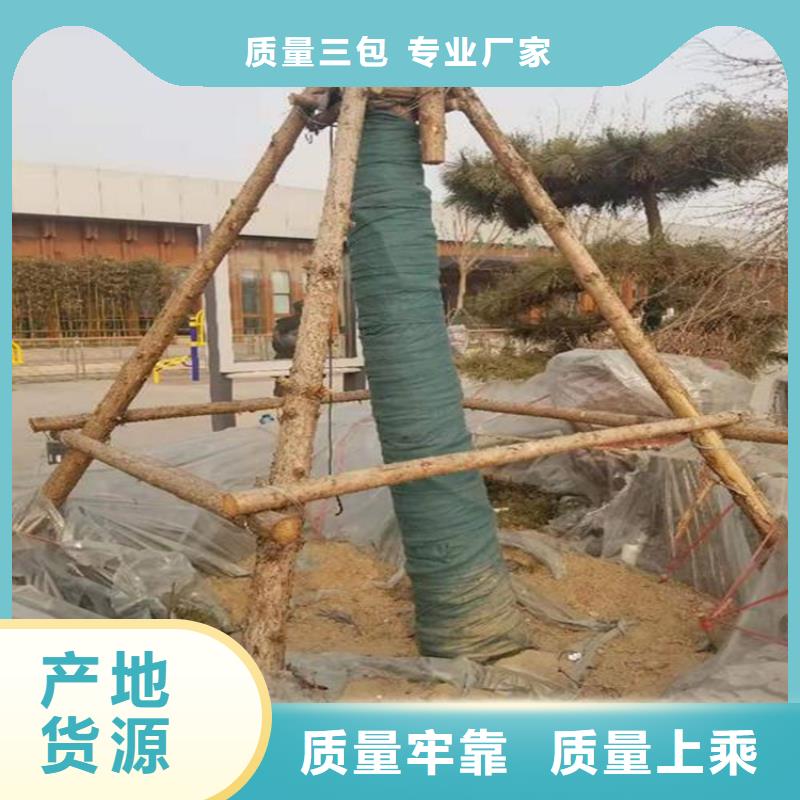 裹树布【土工膜】闪电发货厂家货源稳定