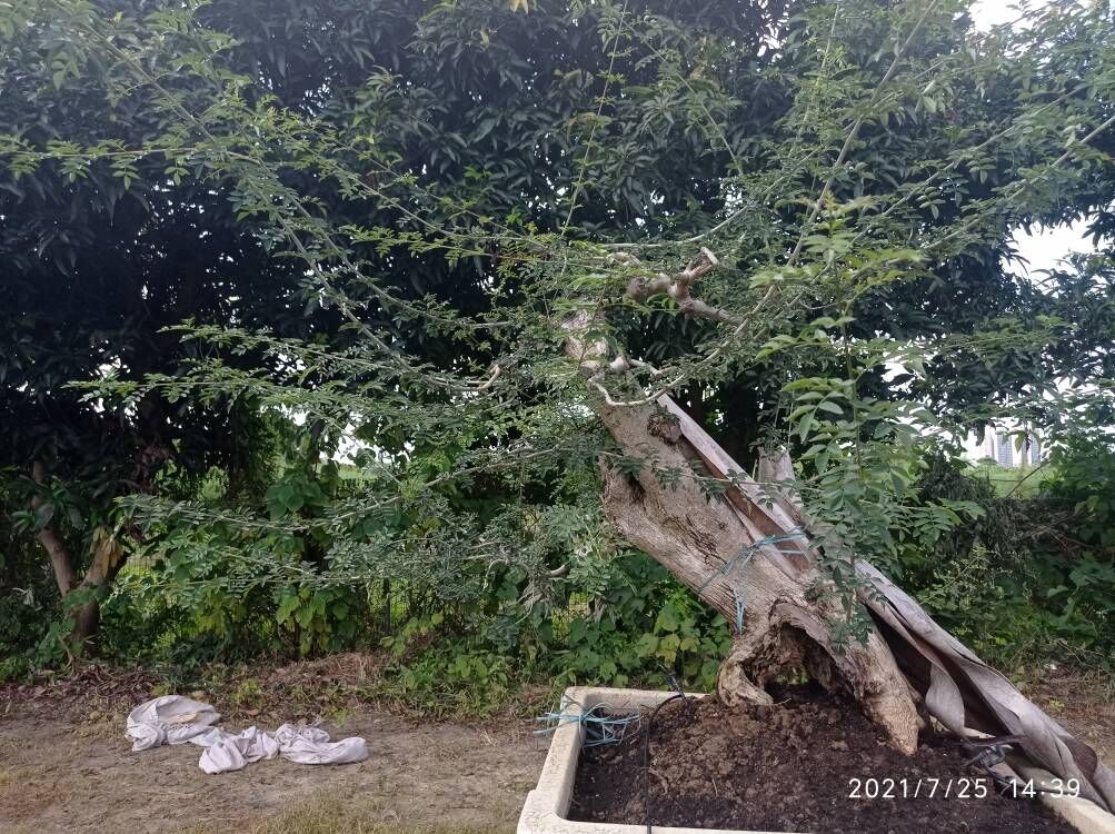 粘土土壤固化剂边坡生态治理商情