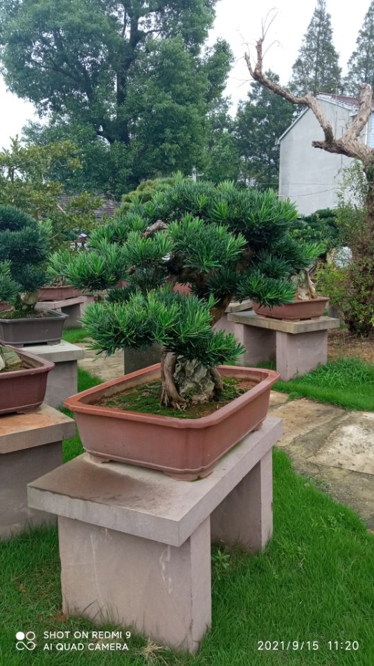 沙漠固化土壤固化剂边坡生态治理精华
