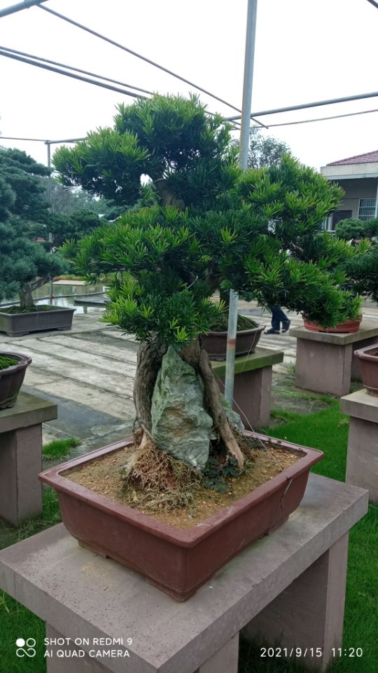 风化土土壤固化剂停车场固化土查看