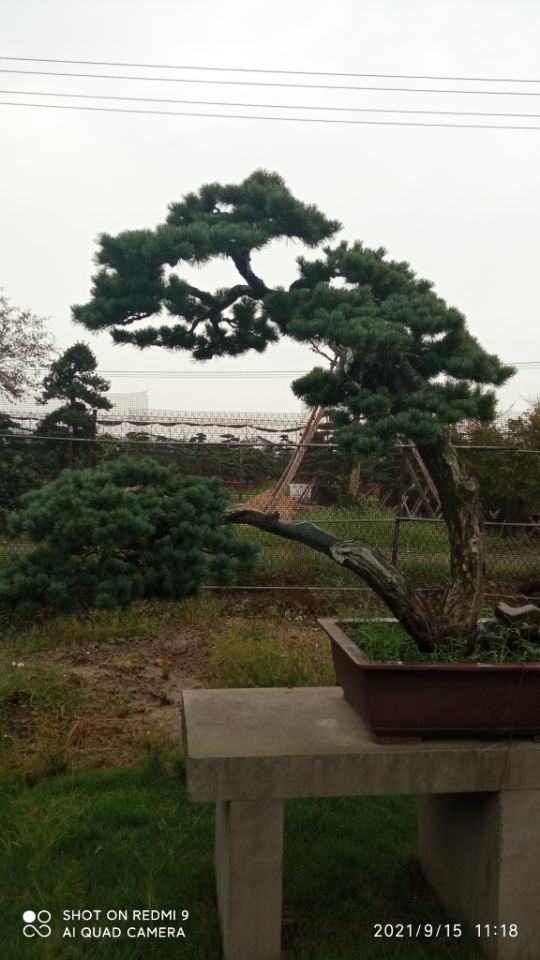 生物酶土壤固化剂石油勘探井场道路固化土筑路_诚信为本