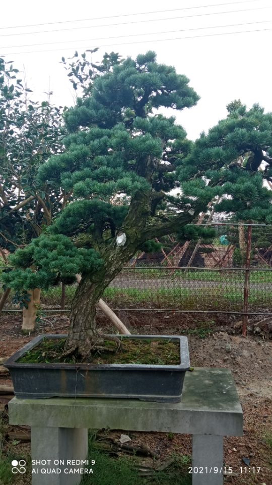 污泥稳定固化剂林区木材运输道路