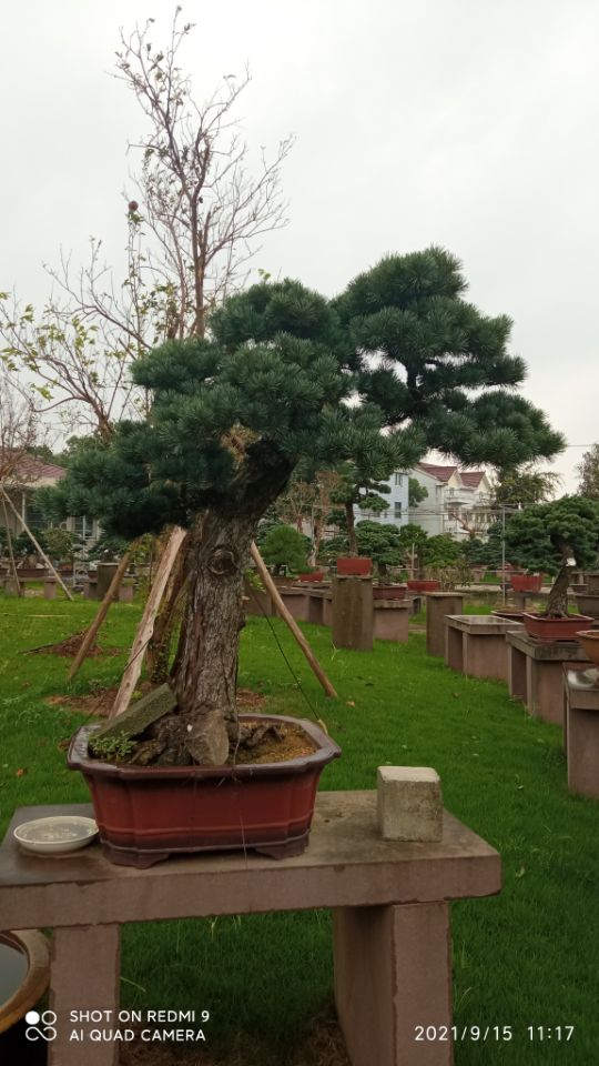 沙漠沙土固化剂草原防火道固化土筑路哪家便宜